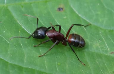 Camponotus ligniperda photo 181