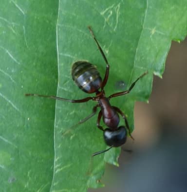 Camponotus ligniperda photo 182