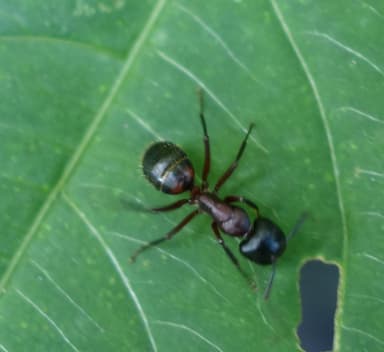 Camponotus ligniperda photo 183