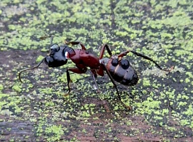 Camponotus ligniperda photo 184