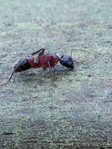 Camponotus ligniperda photo 185