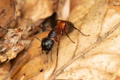 Camponotus ligniperda photo 186