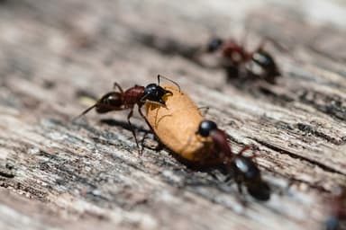 Camponotus ligniperda — colony photo 21