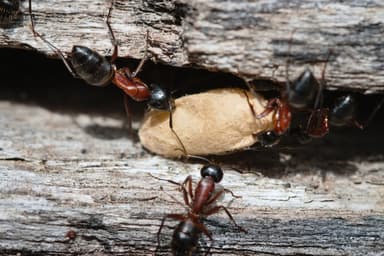 Camponotus ligniperda — colony photo 22