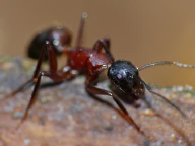 Camponotus ligniperda photo 23