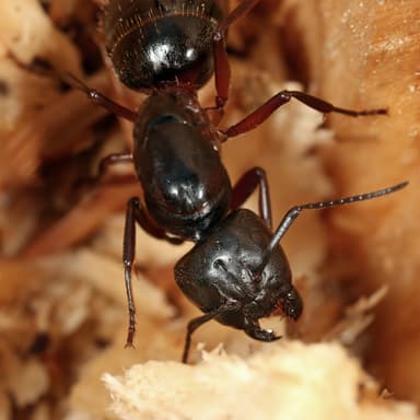 Camponotus ligniperda photo 24