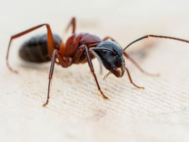 Camponotus ligniperda photo 25