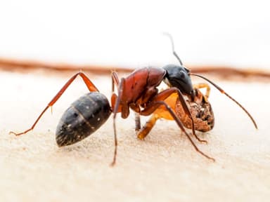 Camponotus ligniperda photo 26