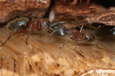 Camponotus ligniperda photo 27