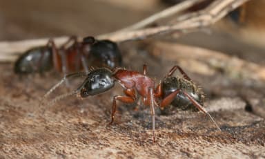 Camponotus ligniperda photo 28