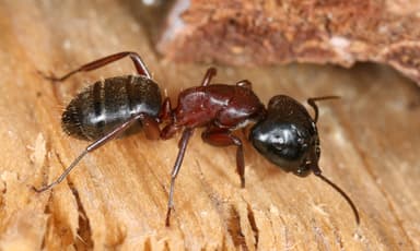 Camponotus ligniperda photo 29