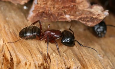 Camponotus ligniperda photo 30