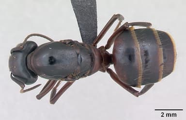 Camponotus ligniperda — queen photo 31