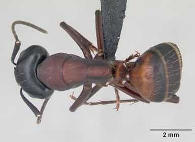 Camponotus ligniperda — queen photo 32
