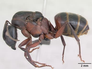 Camponotus ligniperda — queen photo 33