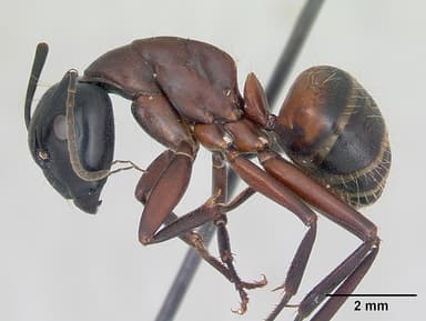 Camponotus ligniperda — queen photo 34