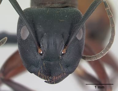 Camponotus ligniperda — queen photo 35