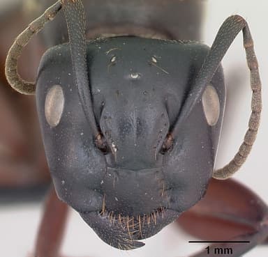 Camponotus ligniperda — queen photo 38