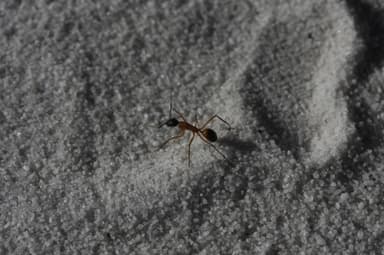 Camponotus maculatus photo 11