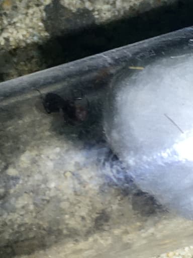 Camponotus mississippiensis — queen photo 23