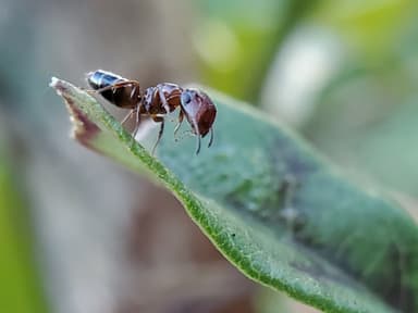Camponotus mississippiensis photo 31