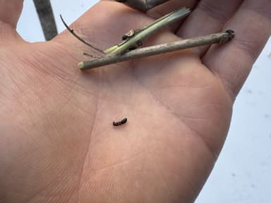 Camponotus mississippiensis photo 51