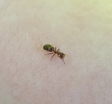 Camponotus mississippiensis photo 57