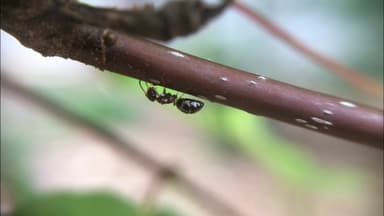 Camponotus mississippiensis — worker photo 83