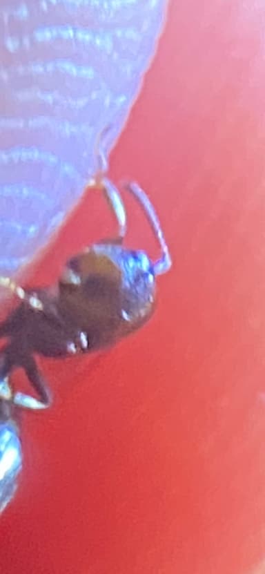 Camponotus mississippiensis photo 89