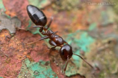 Camponotus mississippiensis photo 94