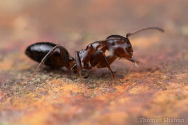 Camponotus mississippiensis photo 95