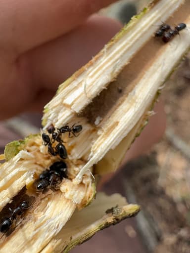 Camponotus mississippiensis photo 103