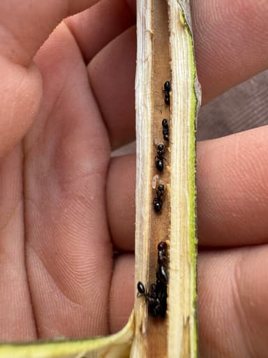 Camponotus mississippiensis photo 108