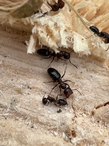 Camponotus mississippiensis photo 114