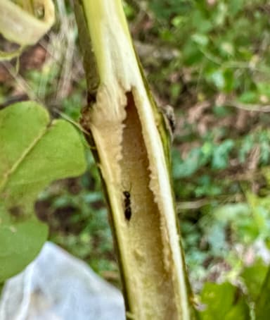 Camponotus mississippiensis photo 119