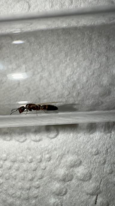 Camponotus mississippiensis photo 120
