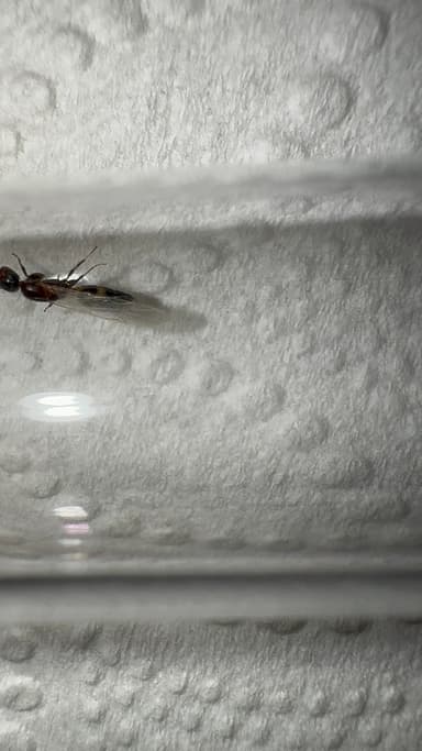 Camponotus mississippiensis photo 121