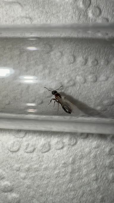 Camponotus mississippiensis photo 122