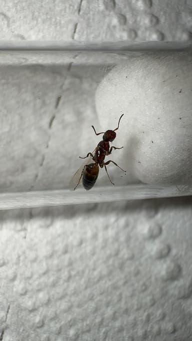 Camponotus mississippiensis photo 124