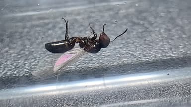 Camponotus mississippiensis photo 125