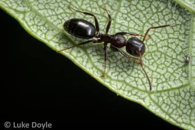 Camponotus mississippiensis photo 126