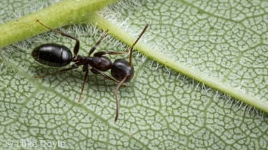 Camponotus mississippiensis photo 127