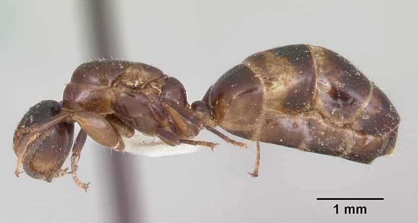 Camponotus mississippiensis photo 1