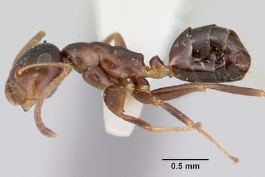 Camponotus mississippiensis — queen photo 6