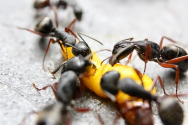Camponotus modoc photo 12