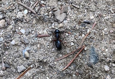 Camponotus modoc photo 15