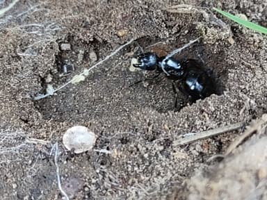Camponotus modoc photo 16