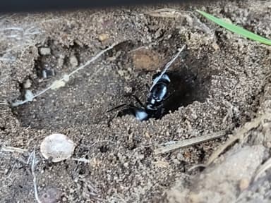 Camponotus modoc photo 17