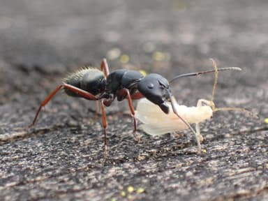 Camponotus modoc photo 18