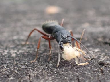 Camponotus modoc photo 19